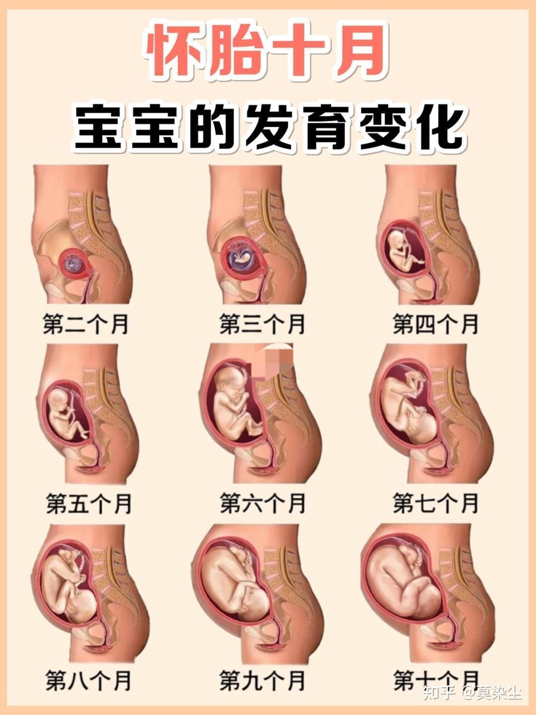 怀孕最后一个月肚子里的宝宝是什么样子