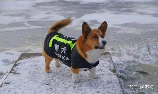 为什么不用智商排第一的边牧做警犬? - 知乎