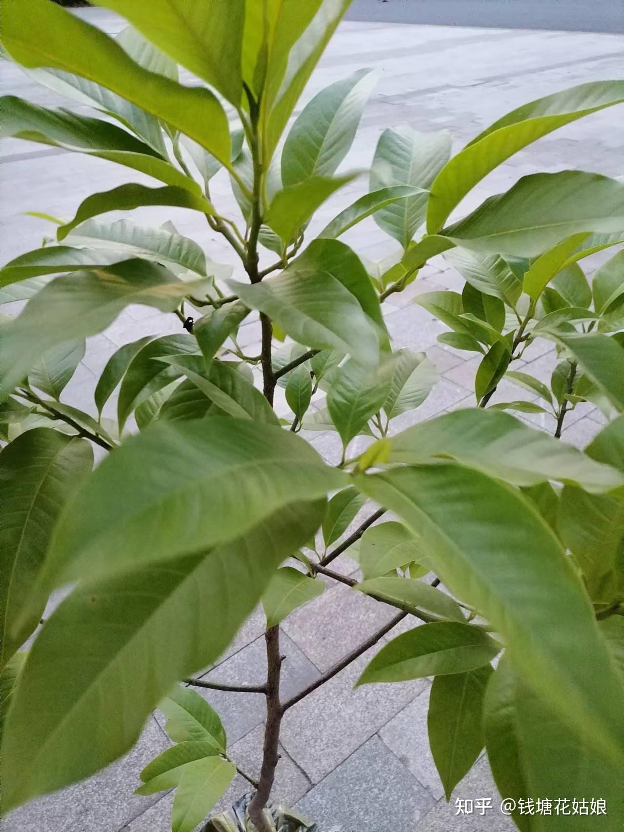 白兰树能在庭院种植吗?有哪些种植技巧? - 知乎