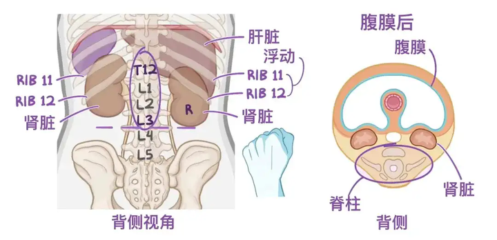 人体解剖学基础:肾脏 - 知乎