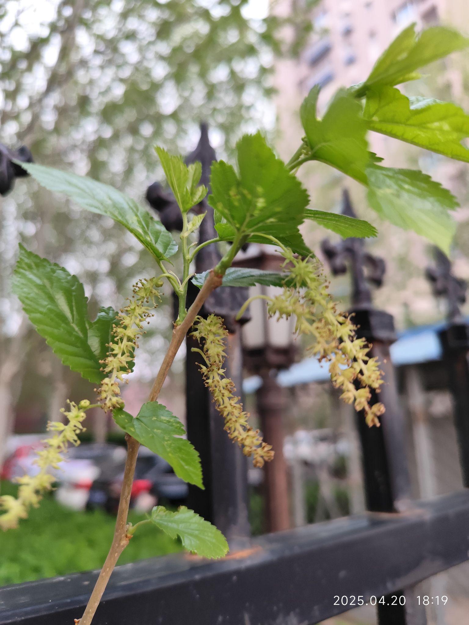 如何辨认桑树，比如片特征，形态特点之类的？ - 知乎
