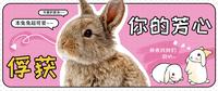 困困兔合集,直播高光,宿舍直播 - 知乎
