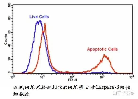 做细胞凋亡实验，这3条通路、6种方法你都知道吗？ - 知乎