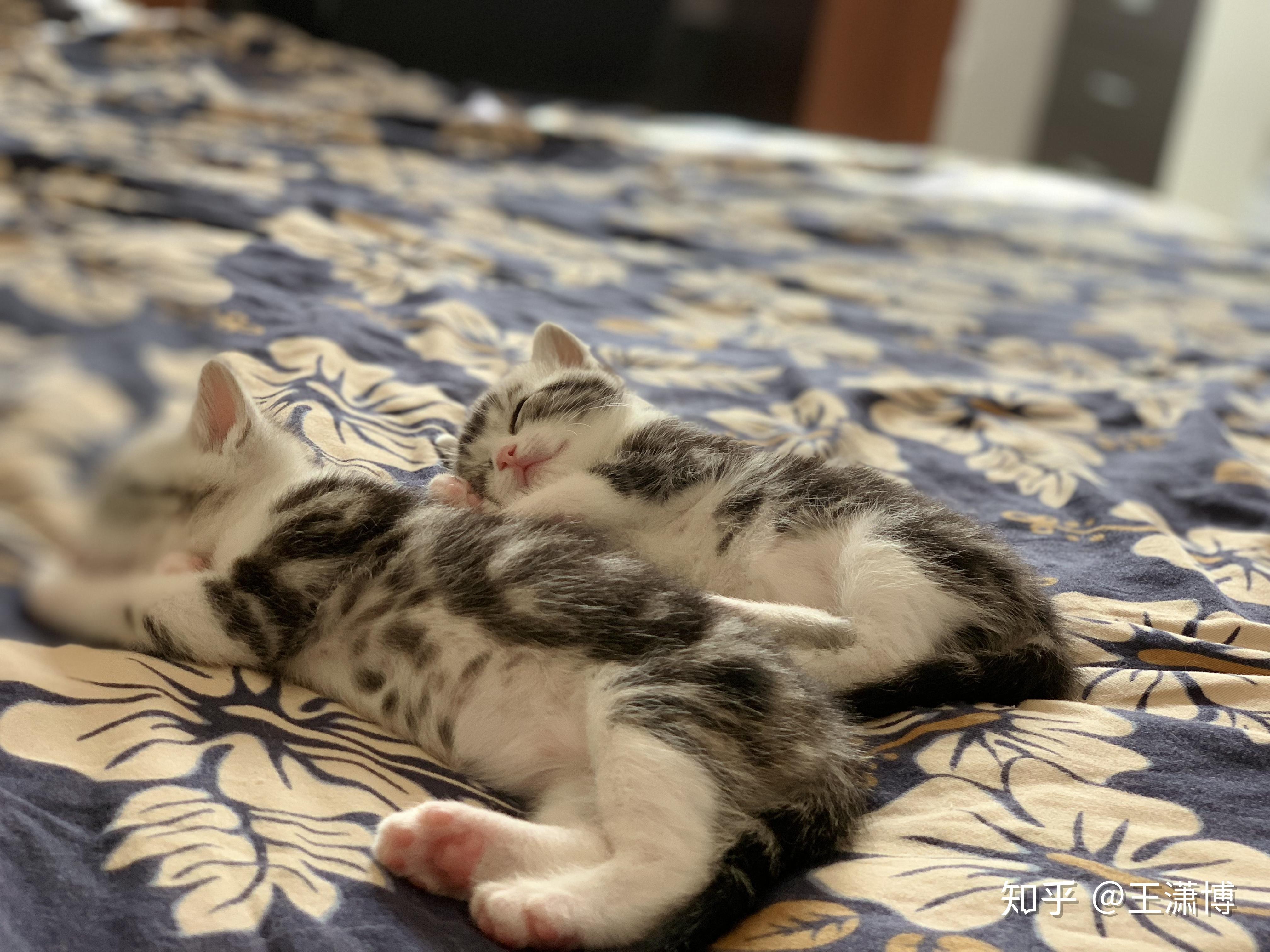 养六个月以下的小奶猫是怎样的体验