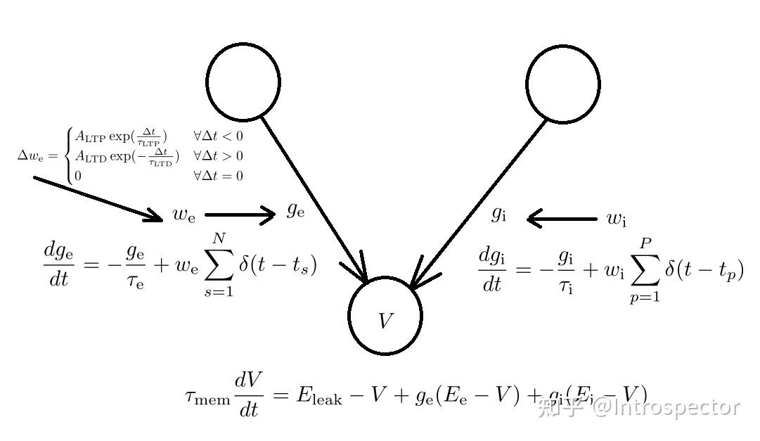 STDP神经可塑性的计算建模 - 知乎