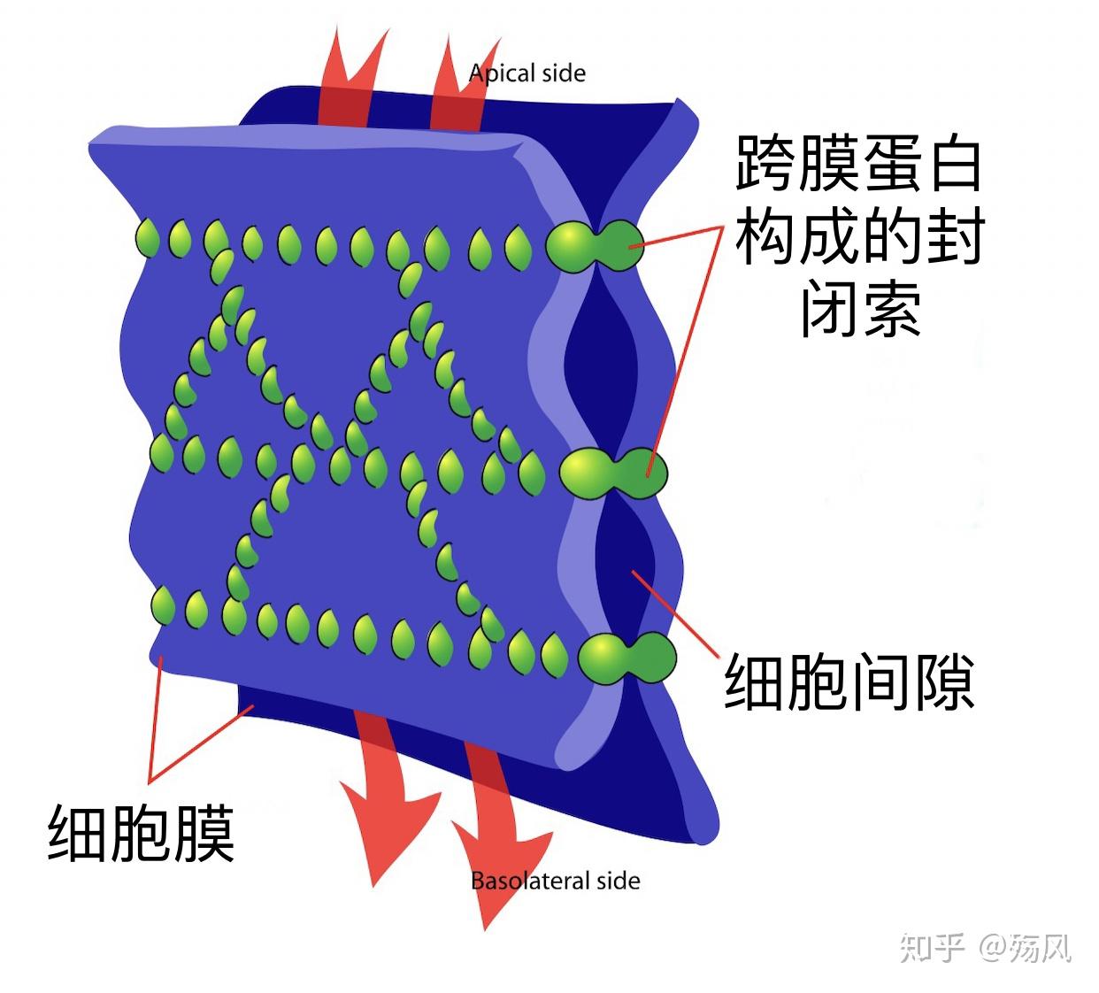 细胞间的紧密连接牢固吗 只知道桥粒是最牢固的? - 知乎