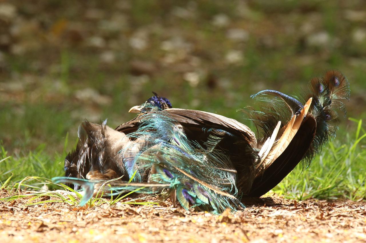 4. 孔雀棚投资分析