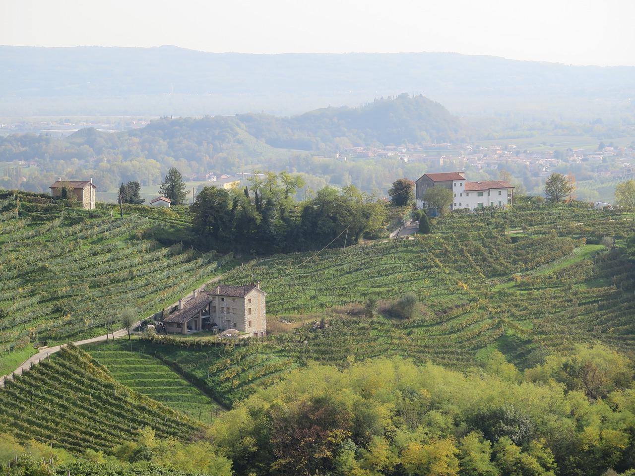 上海葡萄园自驾游