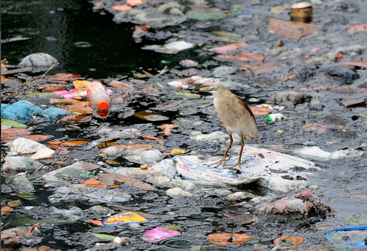 减少塑料污染将是湿地恢复的关键一步2023年世界环境日主题减塑捡塑