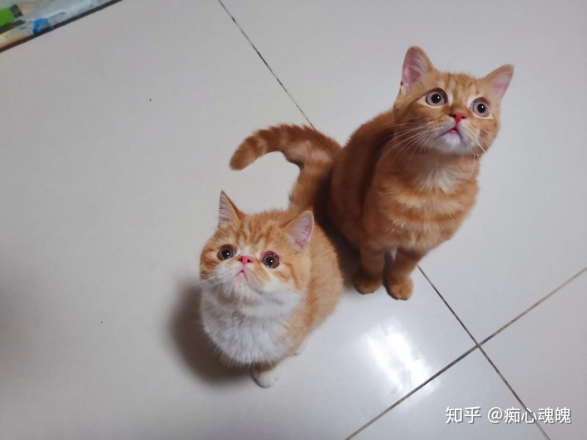 可以给我看看你们的加菲猫吗