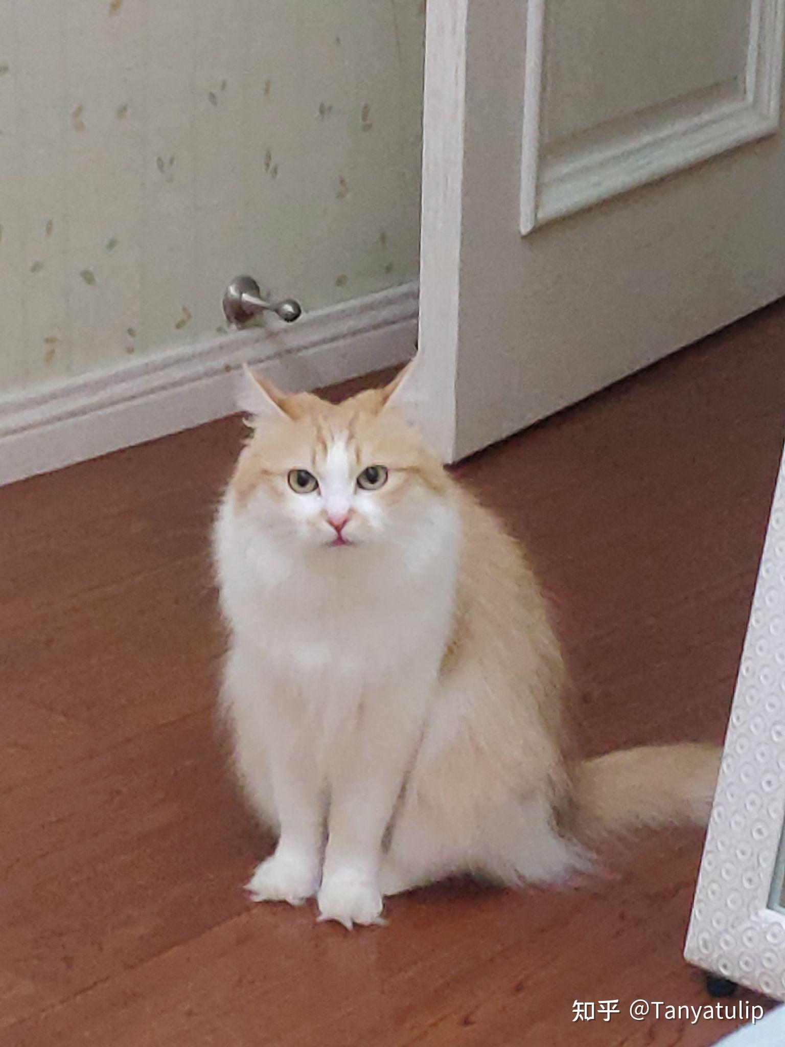 可以看看你们的长毛橘猫吗