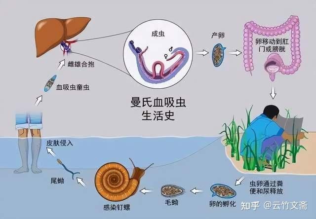  疫情对未来三年的影响论文怎么写好(疫情后的发展论文)