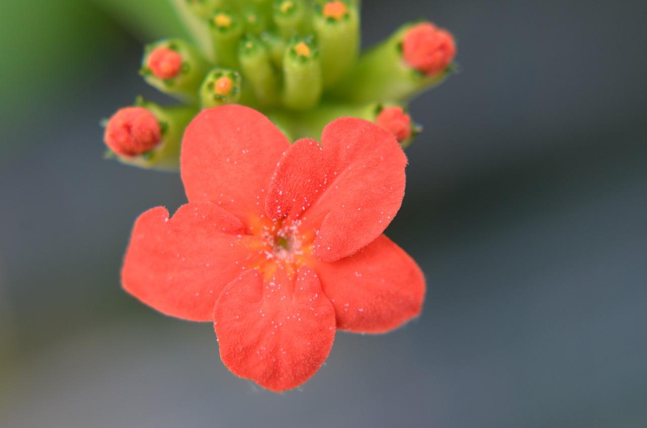 微距镜头什么意思