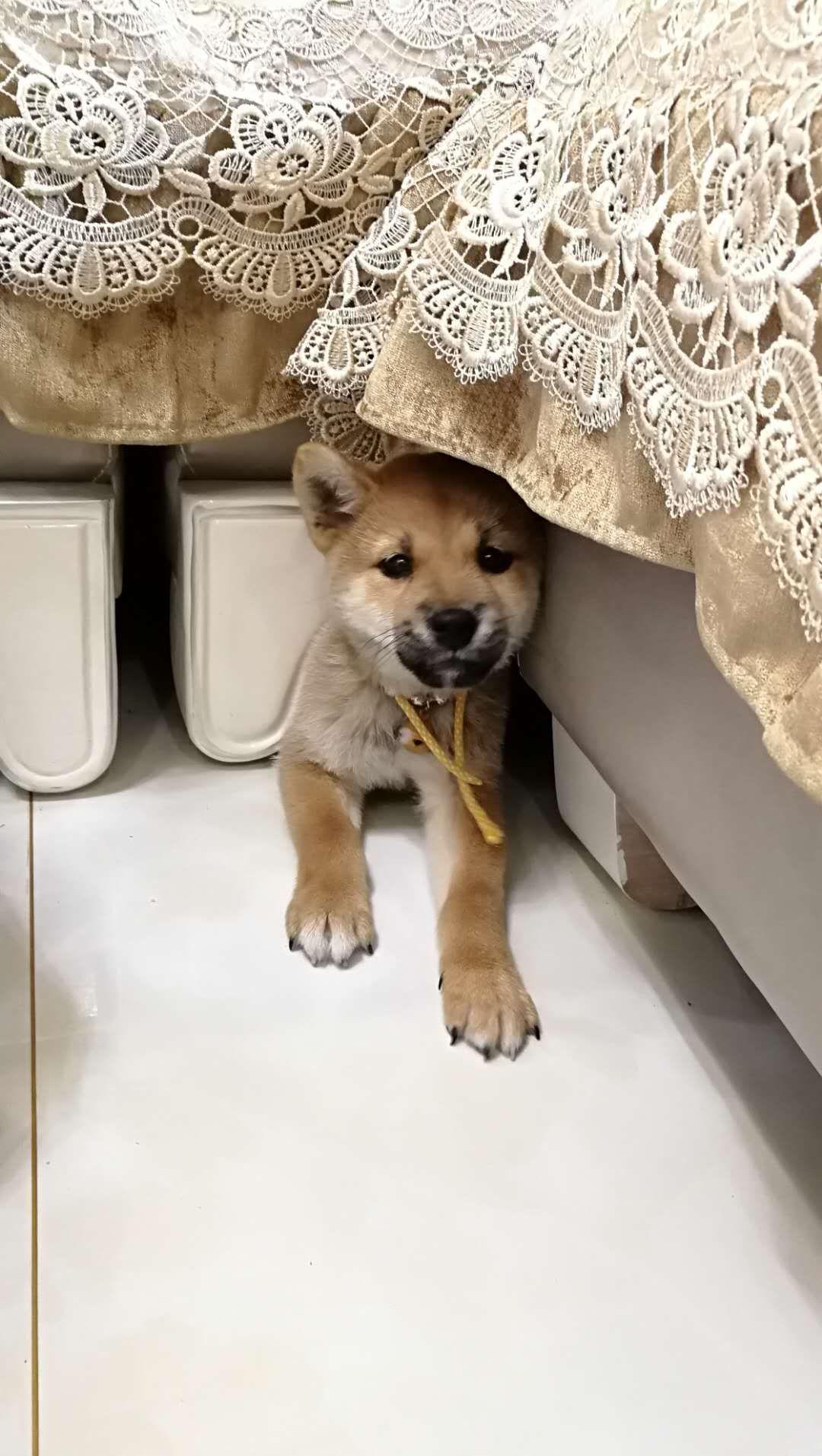 你们的柴犬小时候长什么样? - 知乎