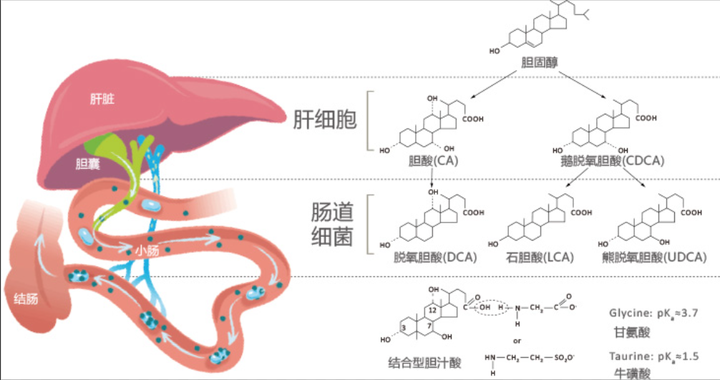 胆汁酸形成及生理功能概述 - 知乎