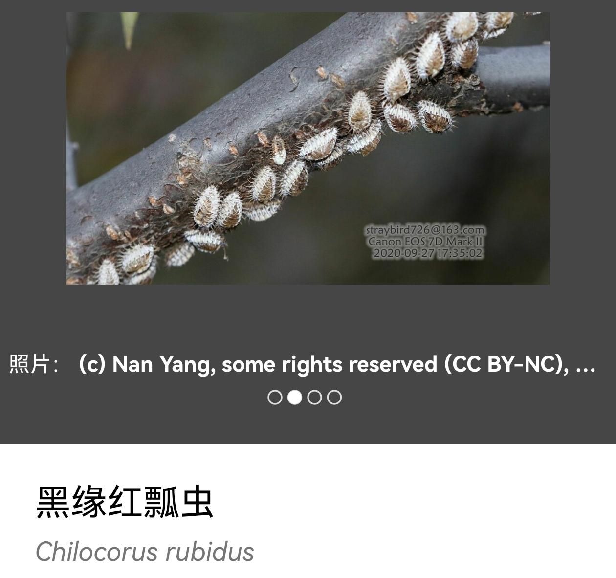 这是星斑梳龟甲幼虫吗,在紫叶桃上发现的,可能有些糊?