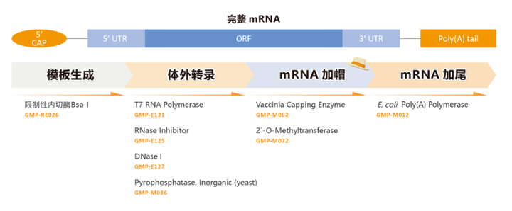 简述mRNA疫苗生产工艺流程 - 知乎