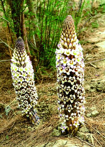 管花肉苁蓉的功效和作用 - 知乎