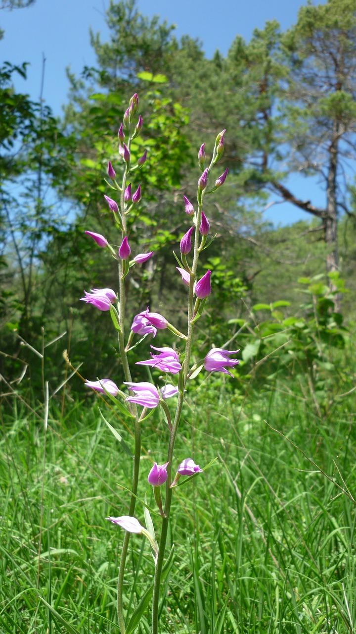 兰花花期后如何