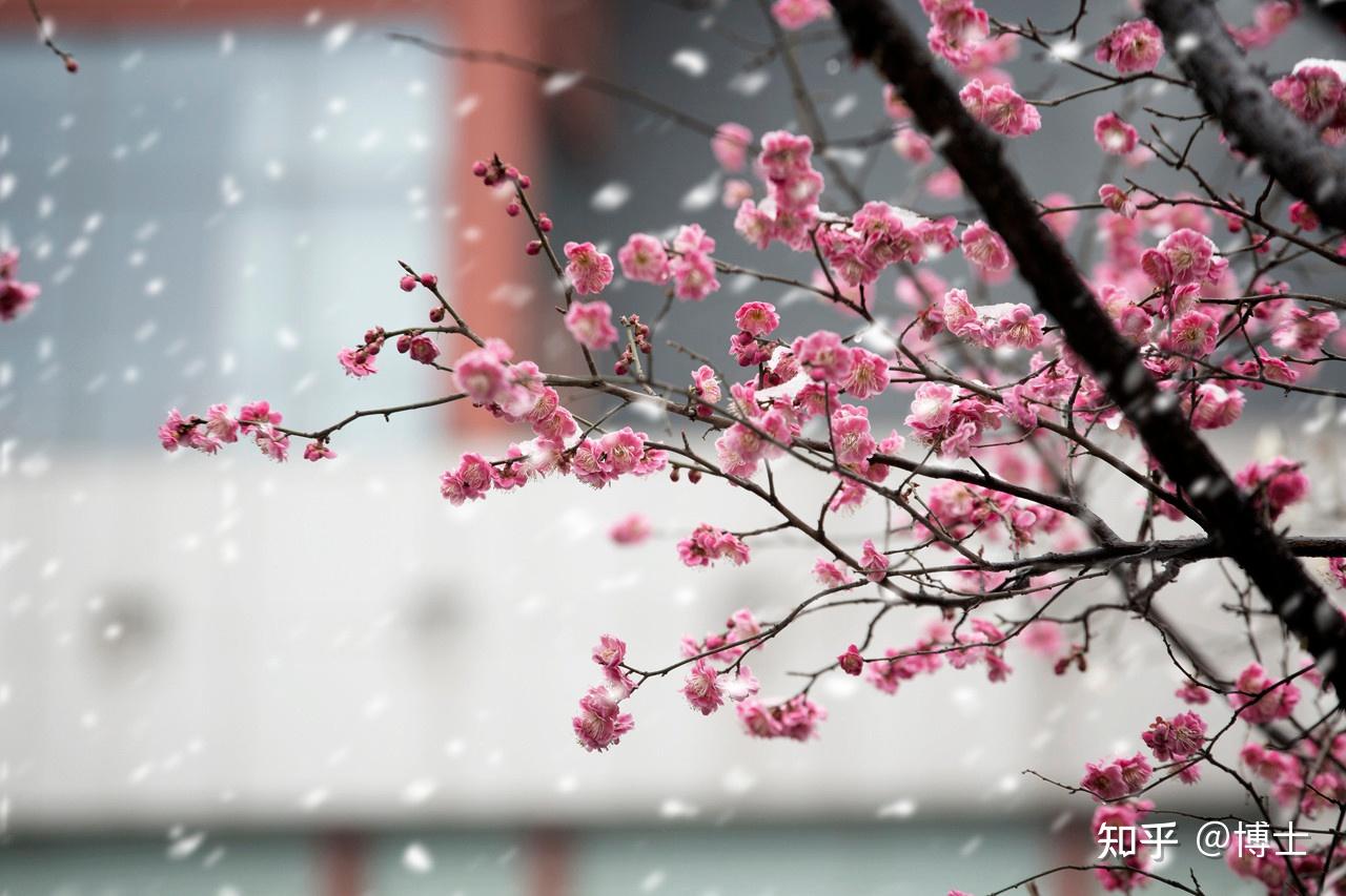 雪梅之约:冬日里的诗意与坚韧 - 知乎