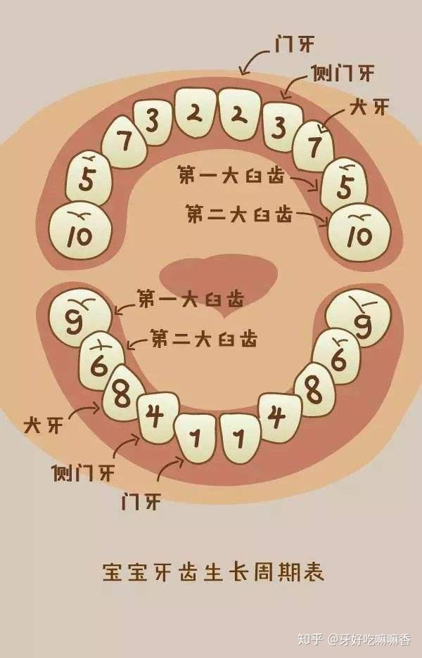牙齿区分图图片