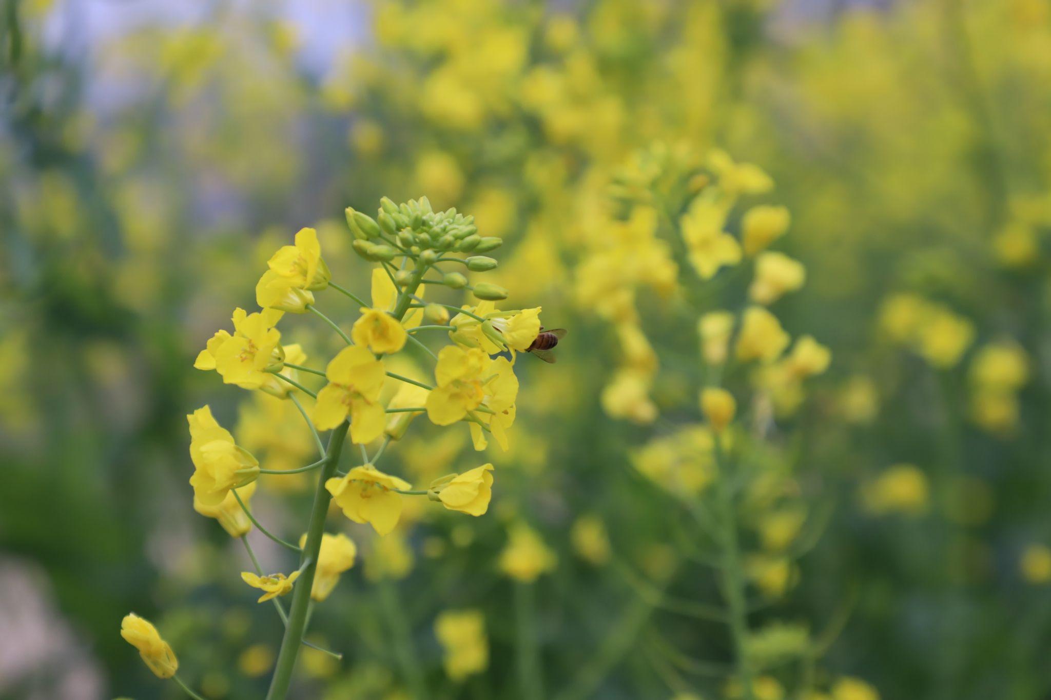 有什么好看的花的微信背景图