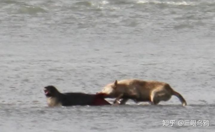 如果将 20 只狼和 500 只鹿放进同一孤岛，最后谁能活下来？