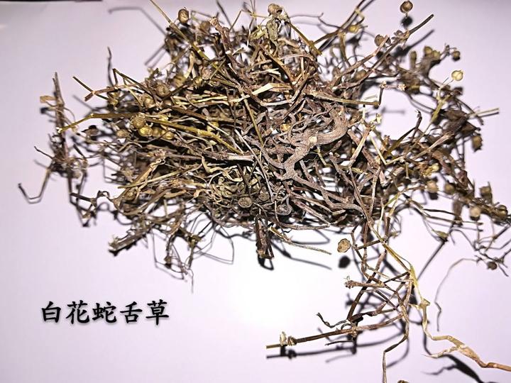 你所不知道的白花蛇舌草- 知乎