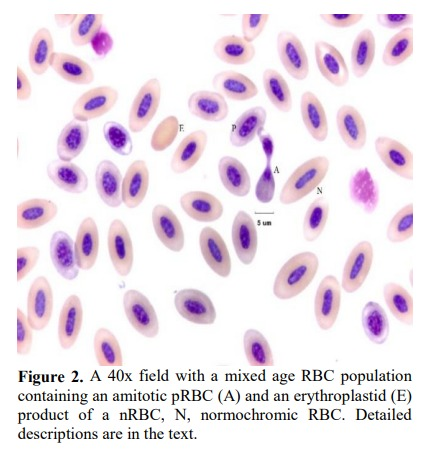 查了很多资料只说蛙的红细胞是无丝分裂,那同样具有细胞核的鸟的红