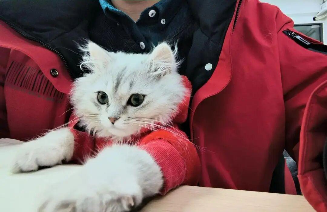 为什么养猫的人比养狗的人越来越多?背后这5个原因很现实! - 知乎