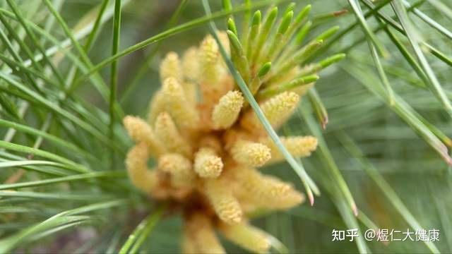 公园里的松树能结出果实吗? - 知乎