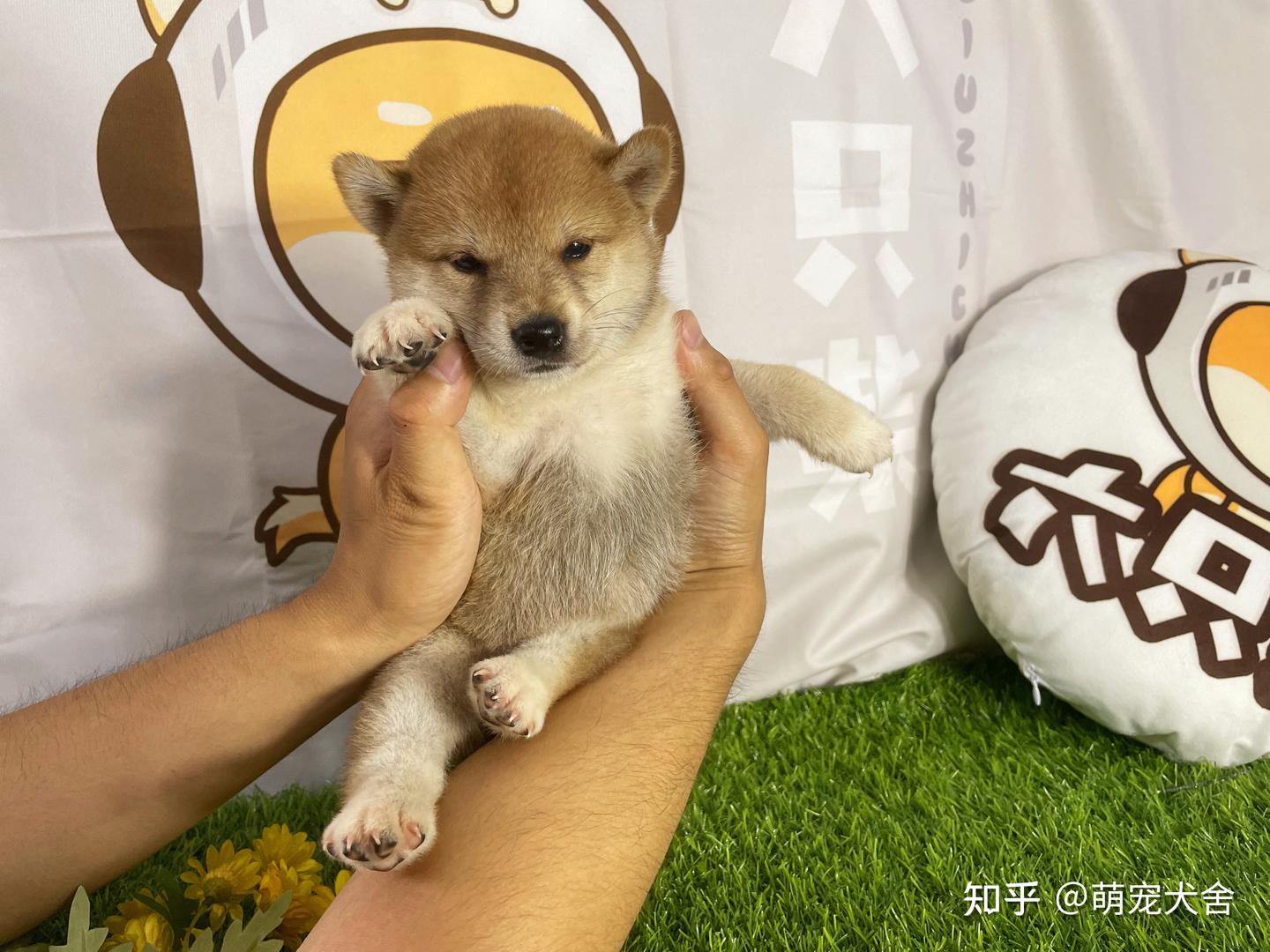 柴犬幼犬多少钱一只？2021年柴犬价格会便宜吗？ - 知乎