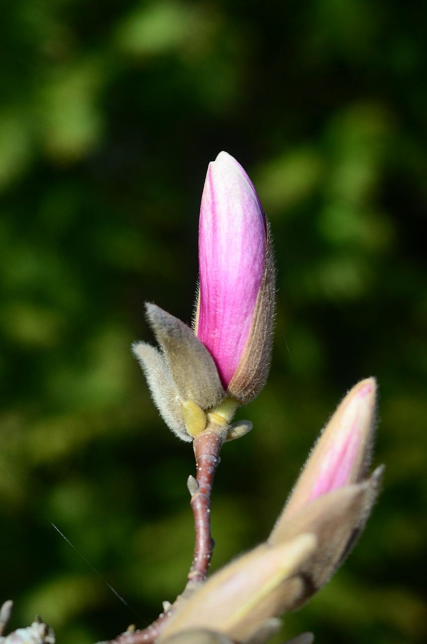 玉兰花什么时候开放