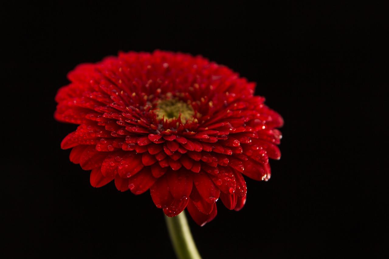 马蹄莲什么时候开花