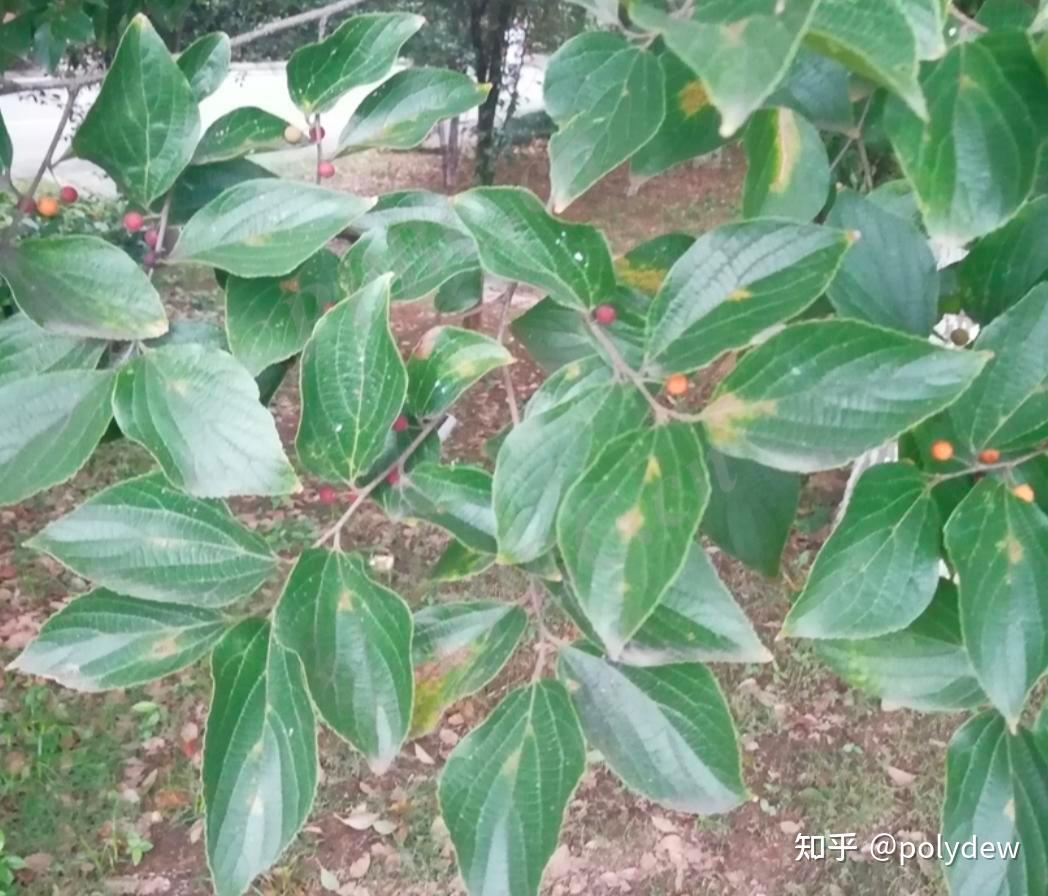 图中这个植物有一片叶子上长刺这是怎么了