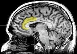 自律的真相,藏在你的大脑前中扣带回(ACC)里 - 知乎