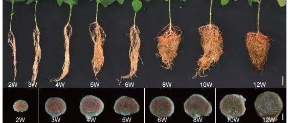 【Plant Cell】GmNAC039和GmNAC018激活半胱氨酸蛋白酶基因的表达从而促进大豆根瘤衰老 - 知乎
