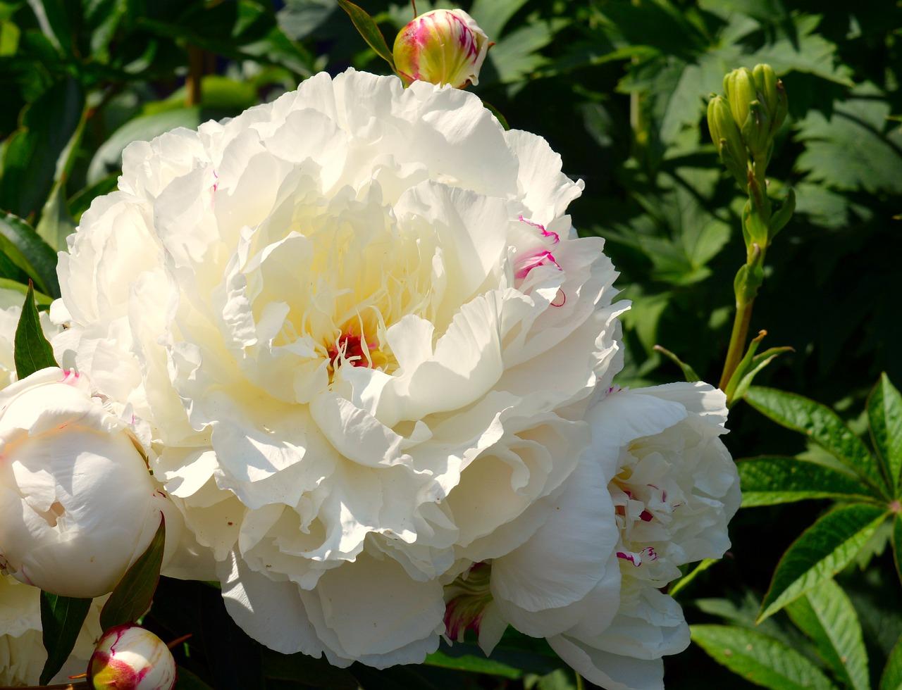 3. 芍药花径测量法