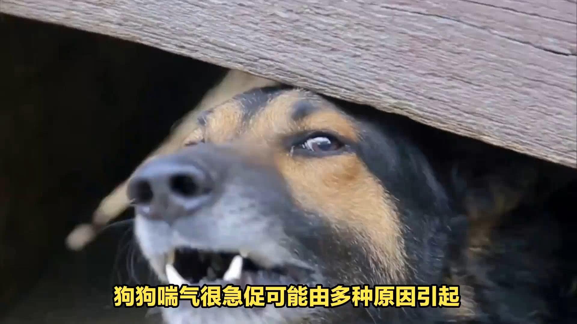 为什么狗狗
