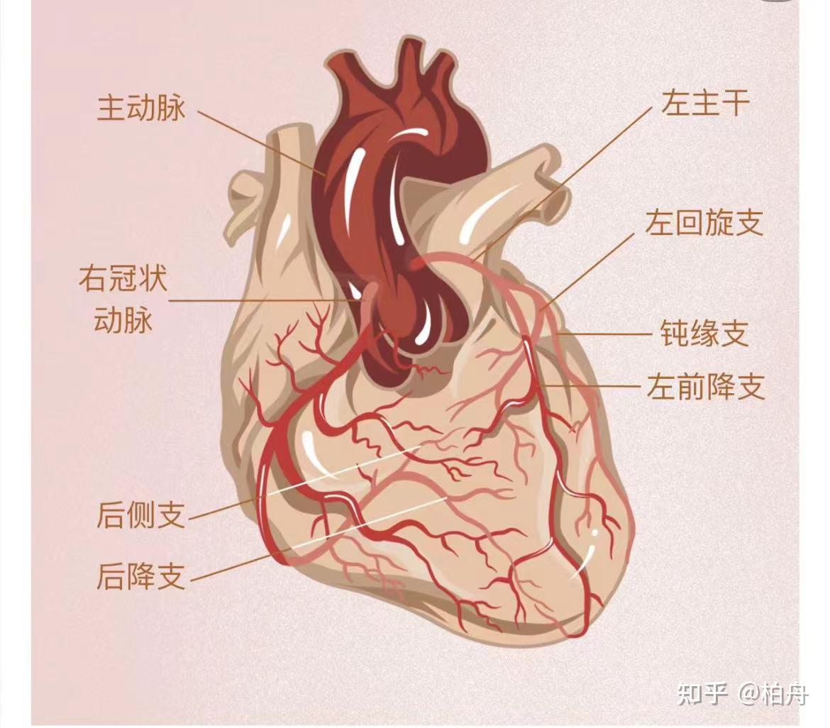 主要供应心脏前壁的血液;回旋支沿冠状沟左行分布于左室