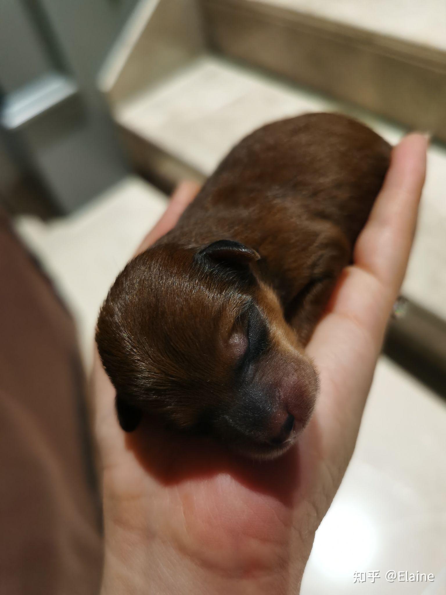 柴犬和泰迪生出来的狗会是什么样子? - 知乎
