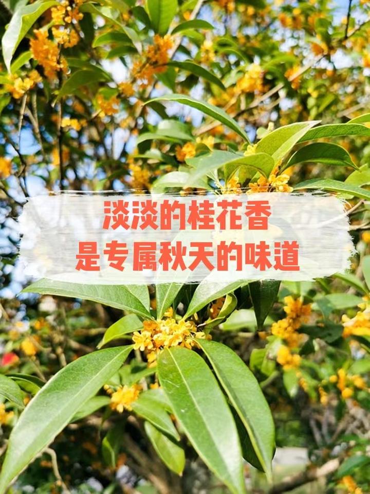 秋天的风是桂花味的!10句有味道的文案来了 - 知乎