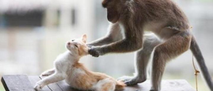 为猫发声：昆明动物园 猴子和猫 到底是猴子残忍还是人残忍？ - 知乎