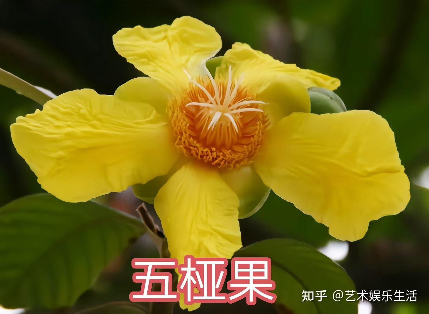 五片叶子的植物都有哪些？ - 知乎