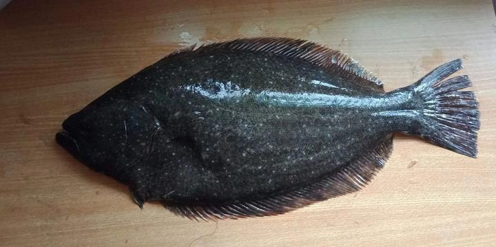 祝大家鲆鲆鮟鮟平平安安年年有鱼余作者乐乐