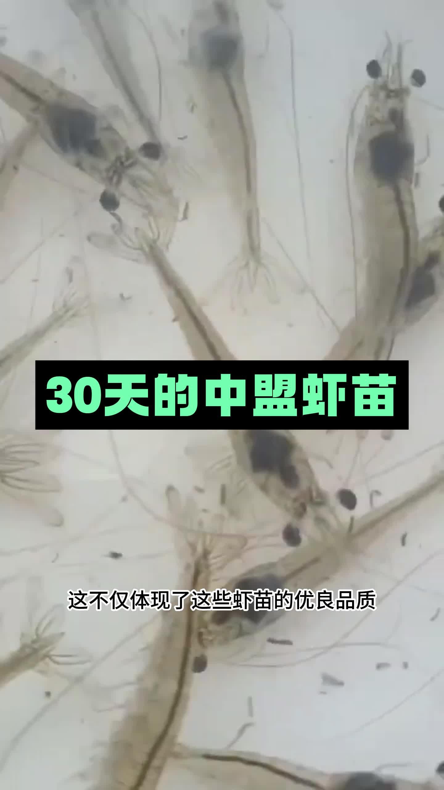 67 67 添加评论 67 分享 67 收藏 67 喜欢 67 举报 龙虾