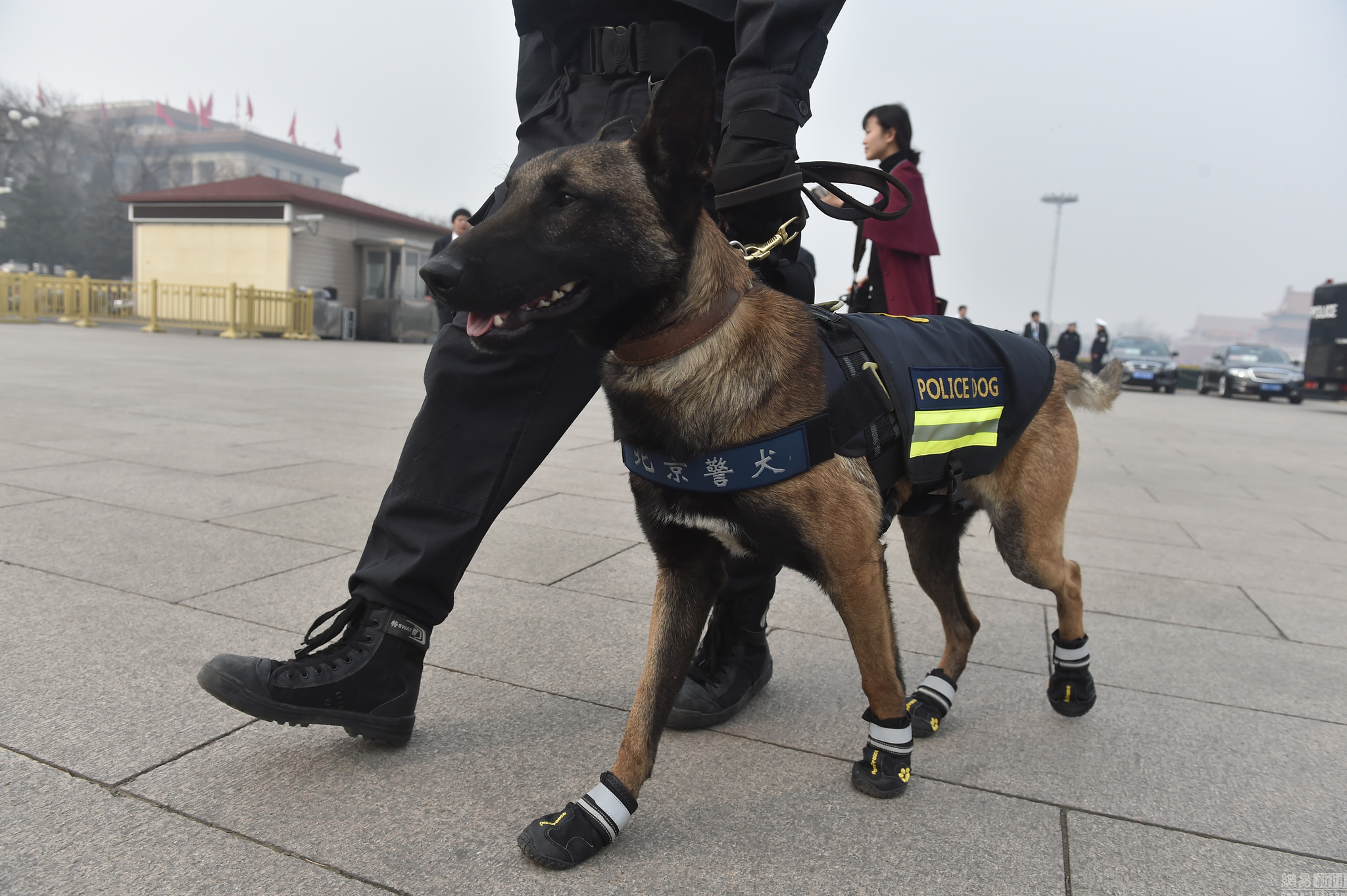 猪明明在各项性能都比狗好,为什么没有警用猪? - 知乎