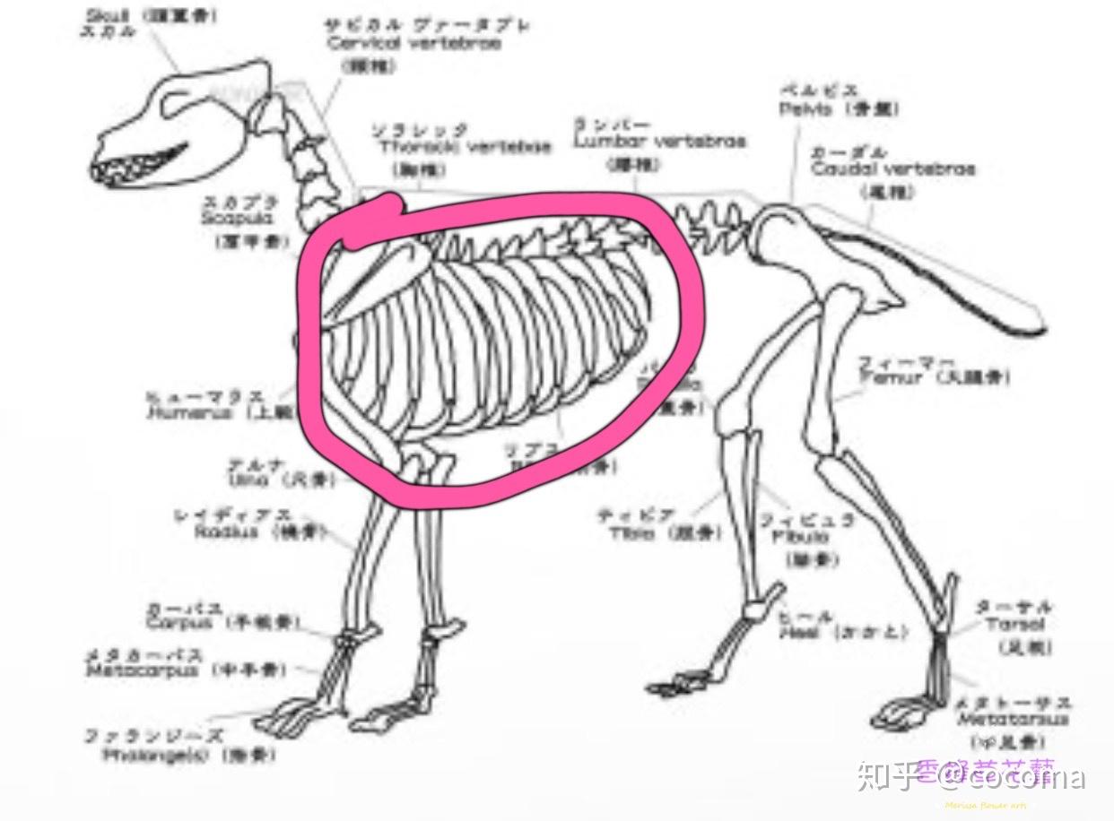 狗狗的肋骨位置图图片