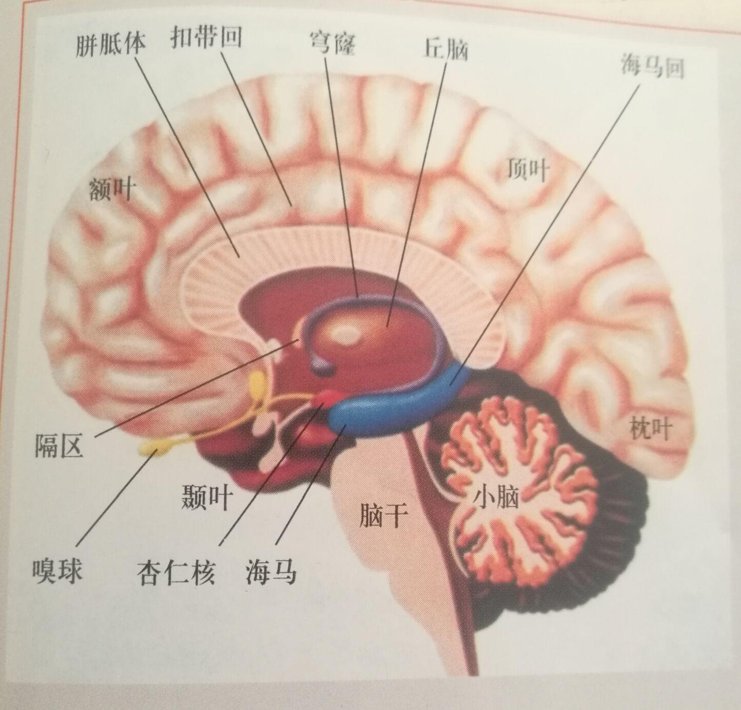大脑小脑位置图图片