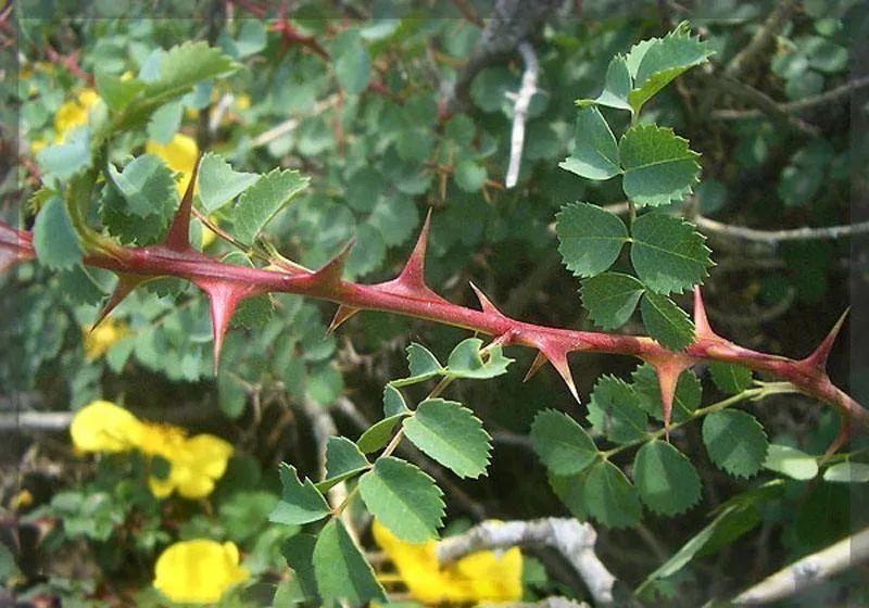 植物科普|植物的刺是如何生成的?其类型和效用有什么? - 知乎